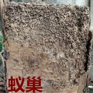 別墅墻體挖出超大白蟻巢?。?！